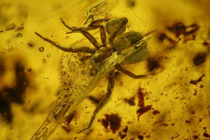 Fossil Fly (Diptera) and a Spider (Araneae) In Baltic Amber #150722